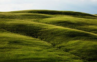 Scenic view of grassy field against sky