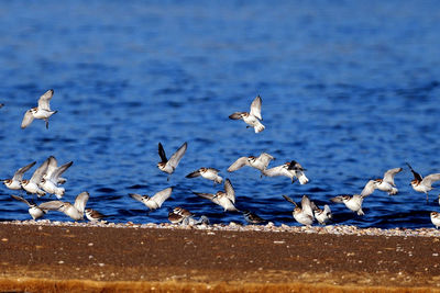 Birds flying over water against sky