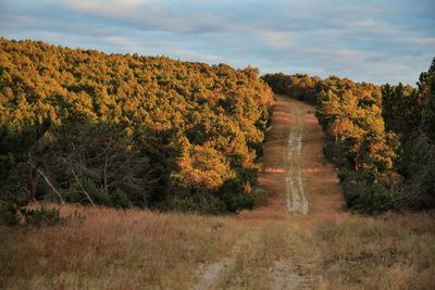 Scenic view of trees against sky during autumn