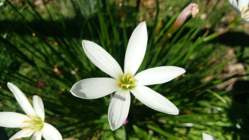 Close-up of white frangipani blooming outdoors