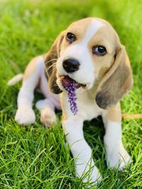 Dog looking at camera on field