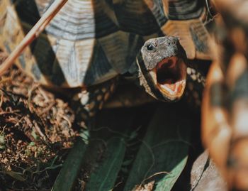 Tortoise yawning 
