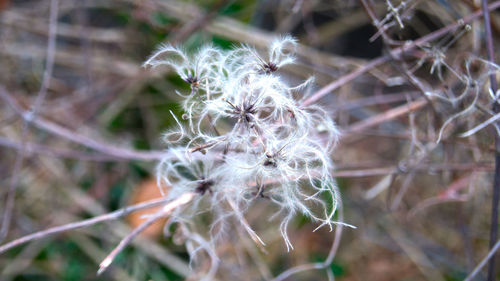 Close-up of dandelion on plant