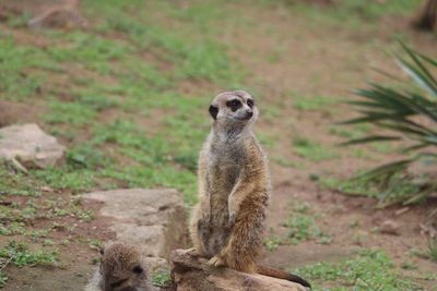 Close-up of meerkat standing on ground
