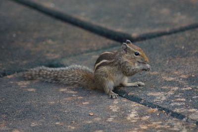 Close-up of squirrel on ground