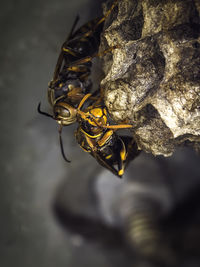 Close-up of crab on rock