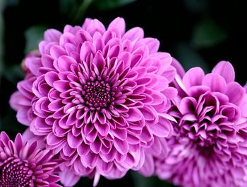 Close-up of pink dahlia flowers