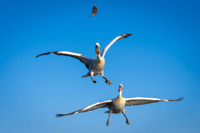 Low angle view of bird flying against clear blue sky