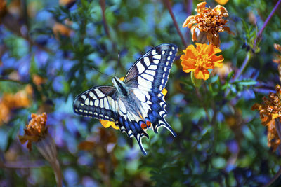 Close-up of butterfly pollinating on flower