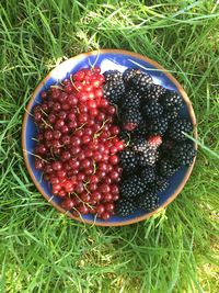 High angle view of strawberries in bowl on field