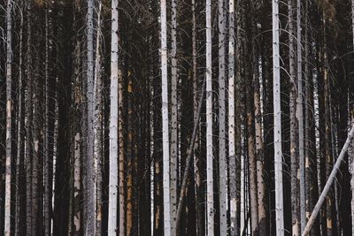 Full frame shot of trees in forest