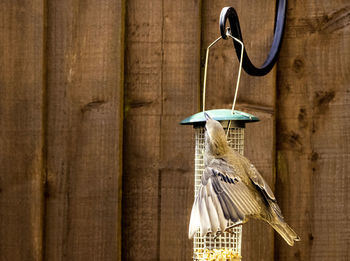 Close-up of bird perching on wall