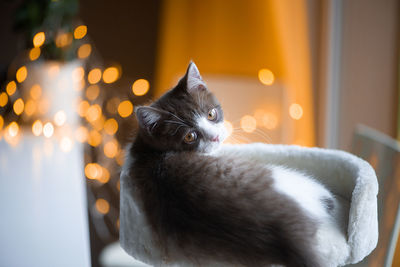 Beautiful british short hair cat