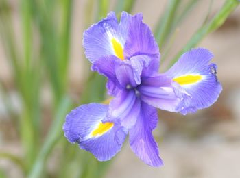 Close-up of purple flowers