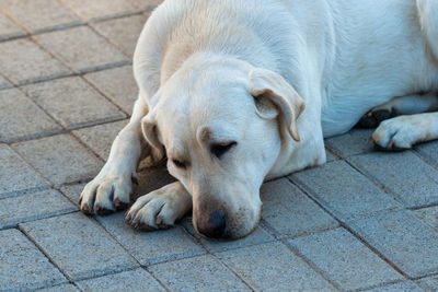 Dog sleeping on footpath