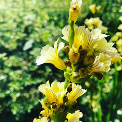 Close-up of yellow flowering plant