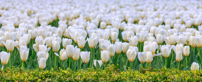 Close-up of white flowering plants