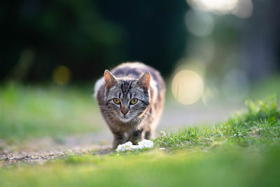 Portrait of cat on field