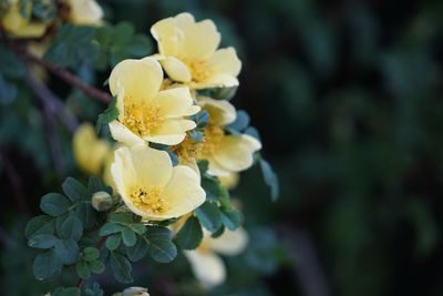 Close-up of yellow flowering plant