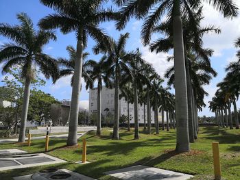 Palm trees in park against sky