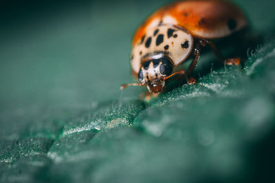 Close-up of insect