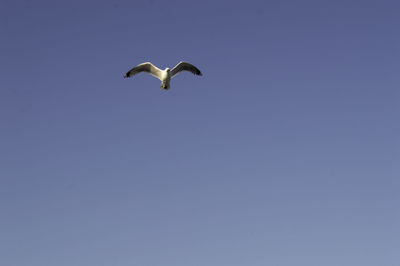 Low angle view of seagull flying in sky