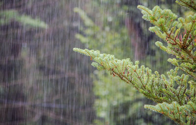 Close-up of plants against blurred background