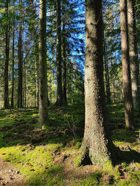 Trees in forest