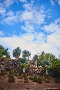 Cactus plants growing on land against sky