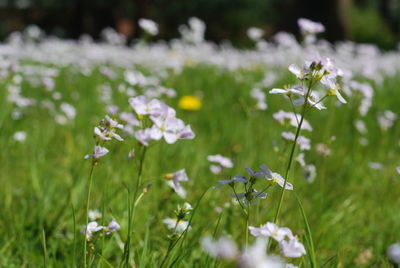 Close-up of white flowering plants on field