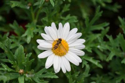 Close-up of insect on flower