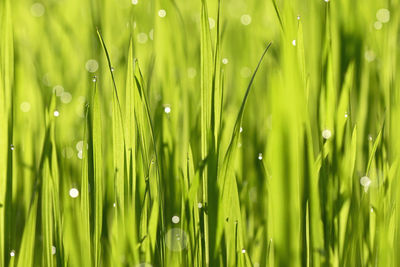 Full frame shot of wet grass