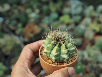 Close-up of hand holding cactus