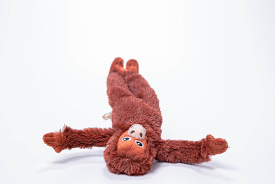 Close-up of stuffed toy over white background