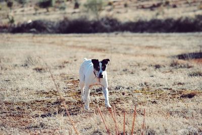 Dog on field