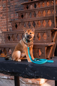 Portrait of dog sitting on wood