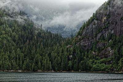 Panoramic view of river amidst trees in forest