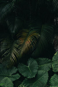 Full frame shot of palm tree leaves