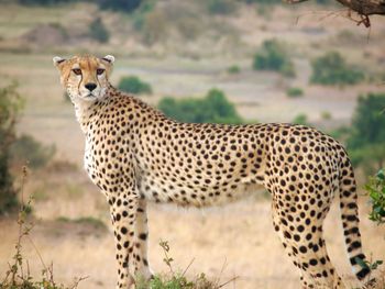 View of a cheetah on field ready to hunt