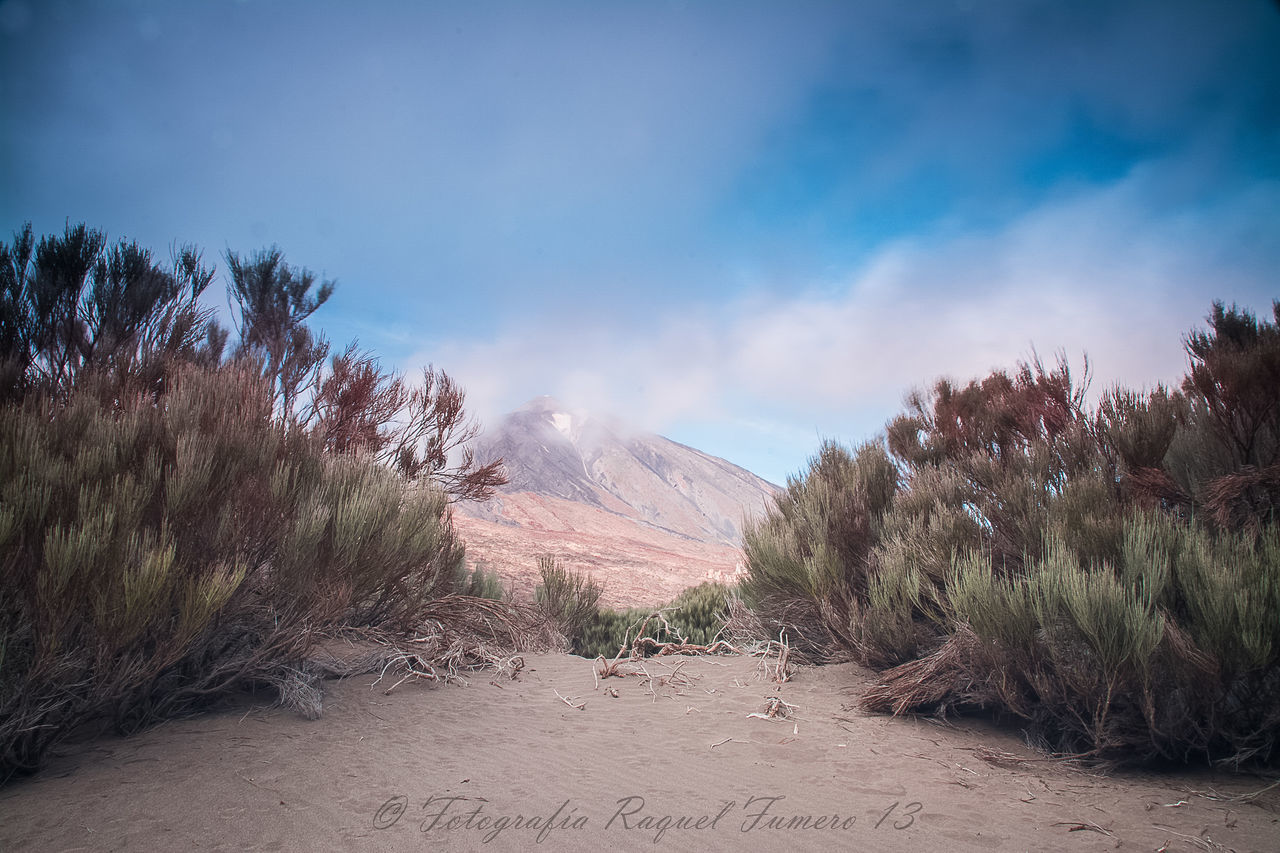 nature, tree, beauty in nature, no people, sky, outdoors, landscape, galaxy, mountain, star - space, milky way, day, astronomy