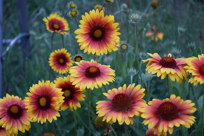 Close-up of flowering plants on field