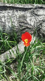 Close-up of red poppy blooming in field