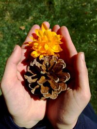 Close-up of cropped hand holding flower