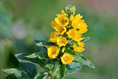 Close-up of yellow flowering plant