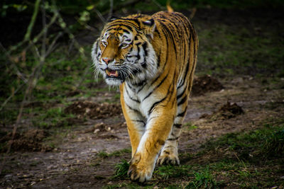 Tiger walking outdoors