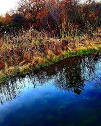 Reflection of trees in water