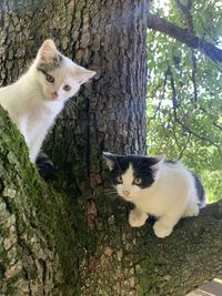 Portrait of cat on tree trunk