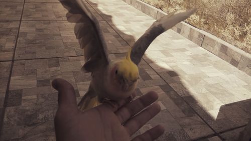 Low section of person holding bird