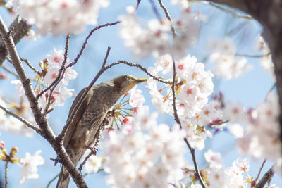 Low angle view of bird perching on cherry blossoms