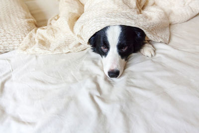 High angle view of dog lying down on bed